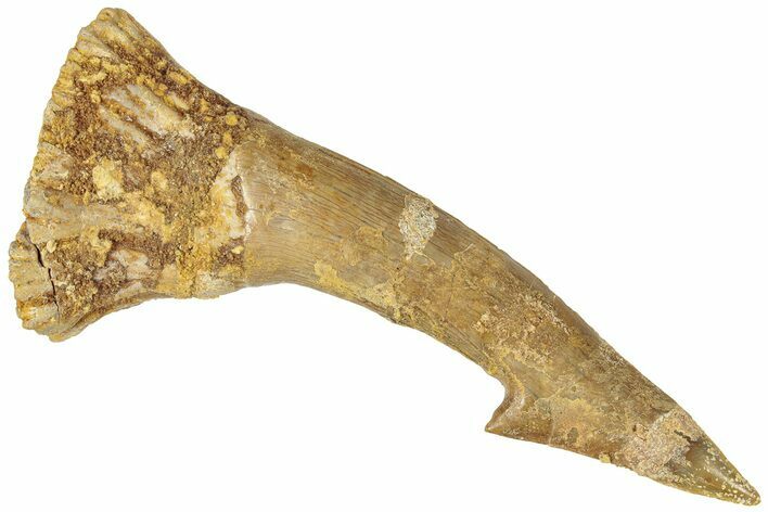 Fossil Sawfish (Onchopristis) Rostral Barb - Morocco #311219